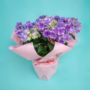 [母の日ギフト]あじさい 紫陽花 鉢植え  紫